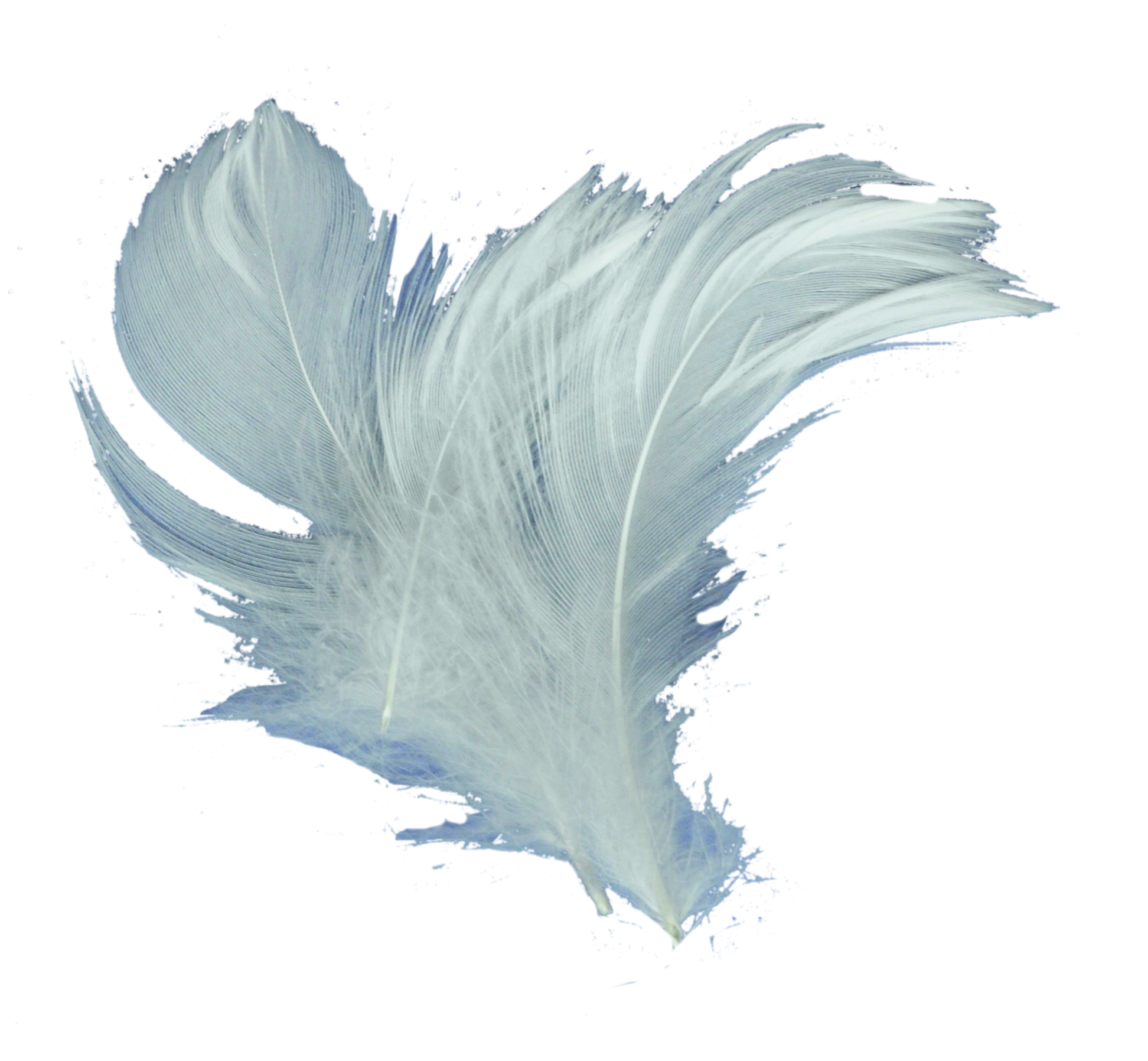 plumettes-blanches_202994