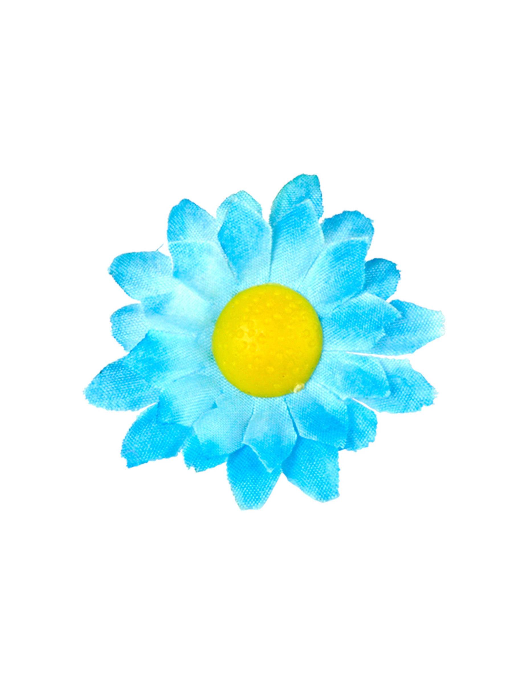 boite-de-20-fleurs-marguerite-bleu_347157_1