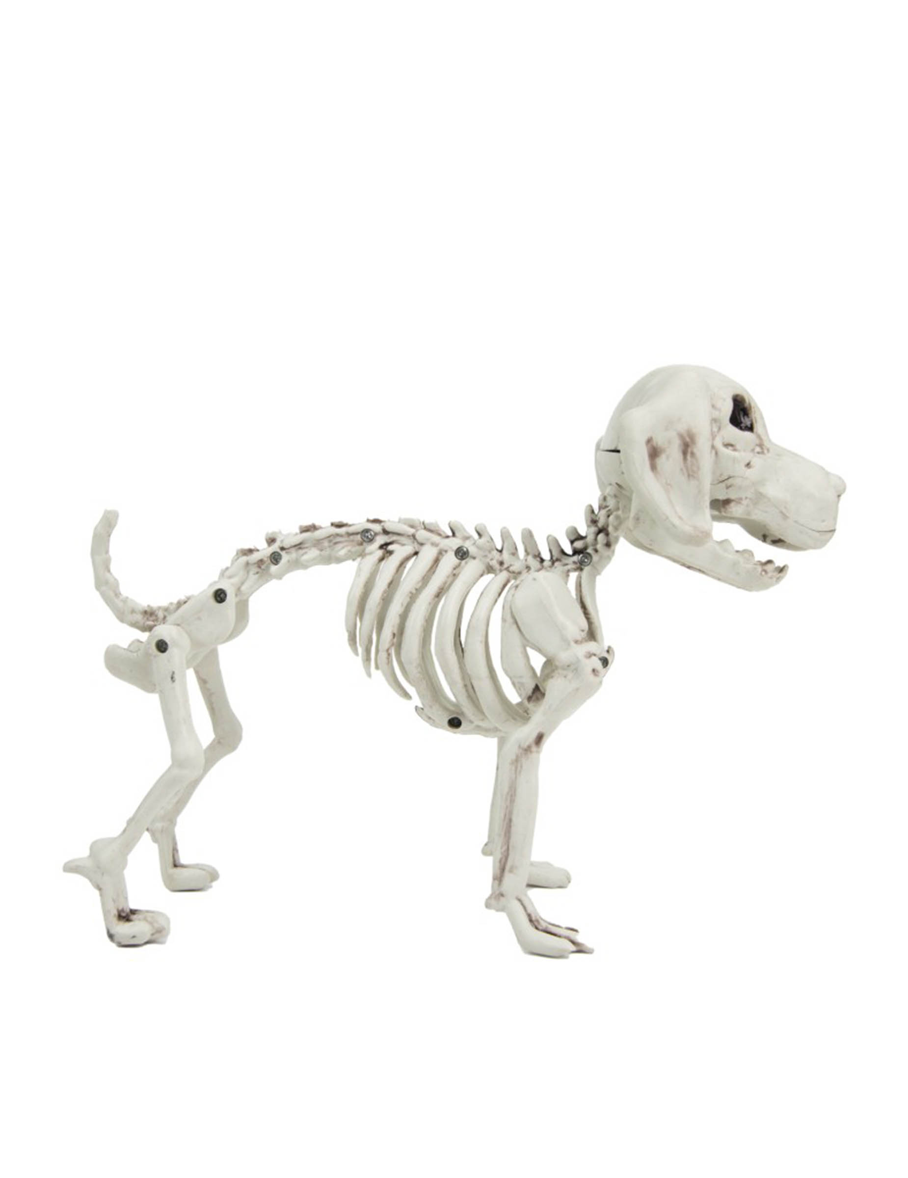 squelette-de-chien-26cm_348519_1