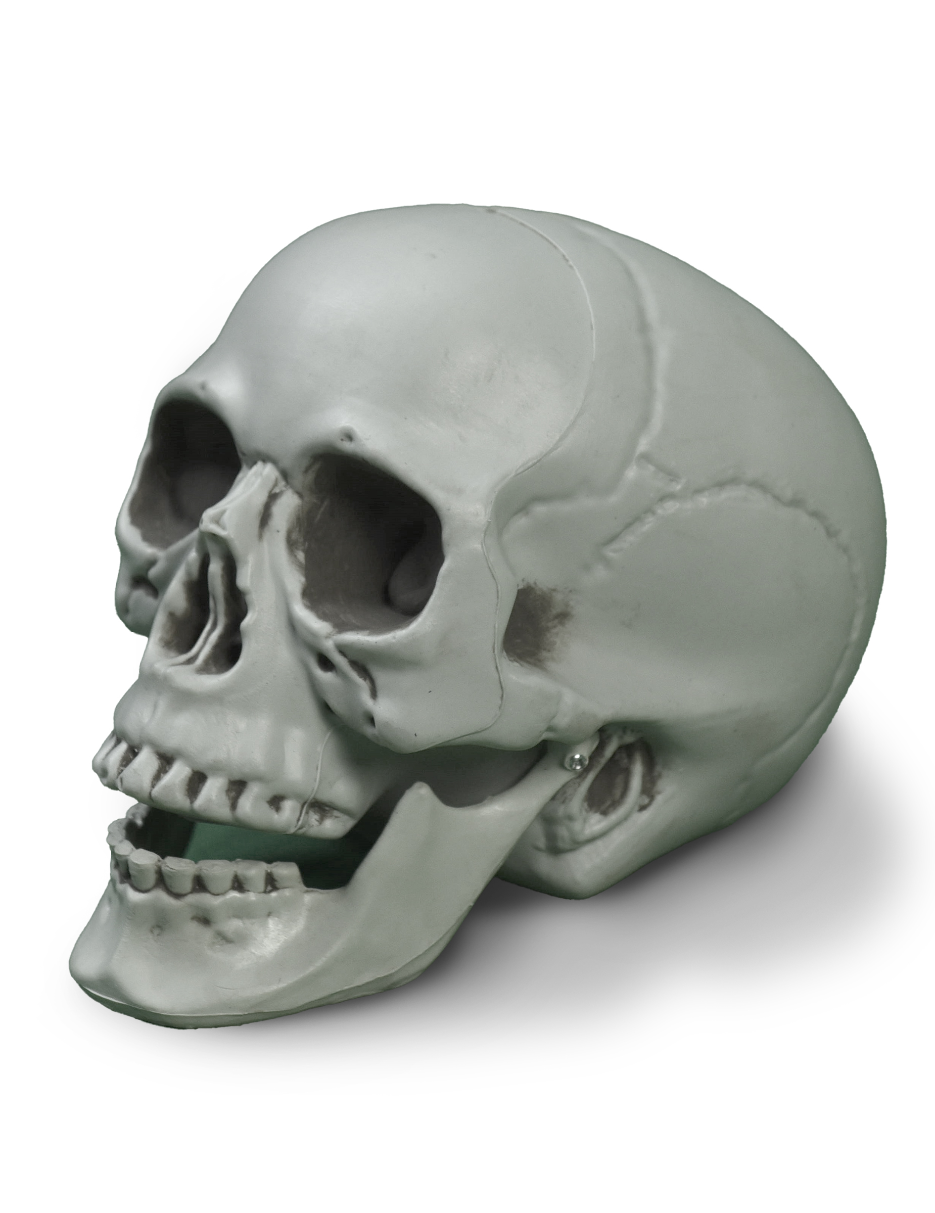 crane-terrifiant-couleur-osseuse_344927