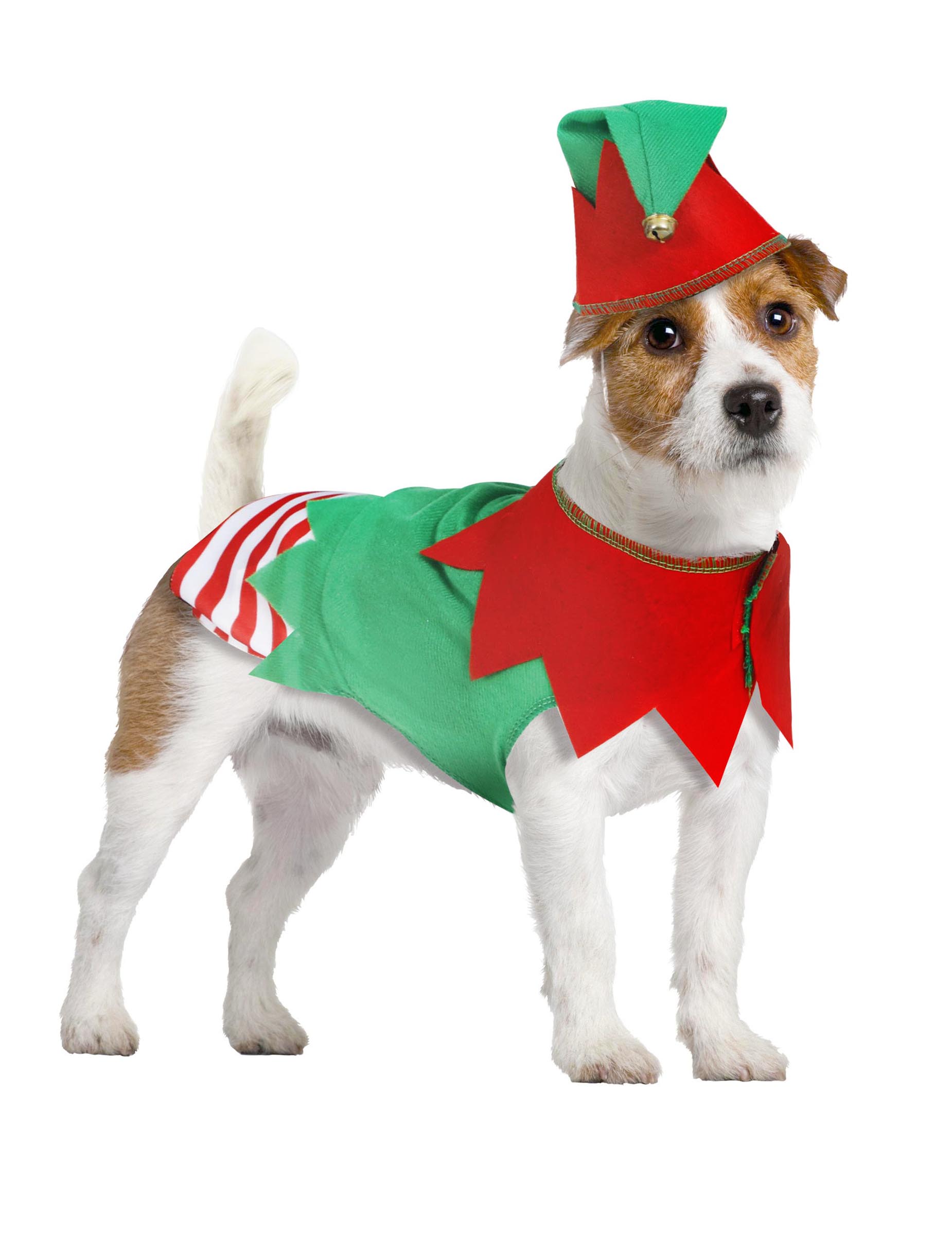 deguisement-elfe-de-noel-pour-chien_349655