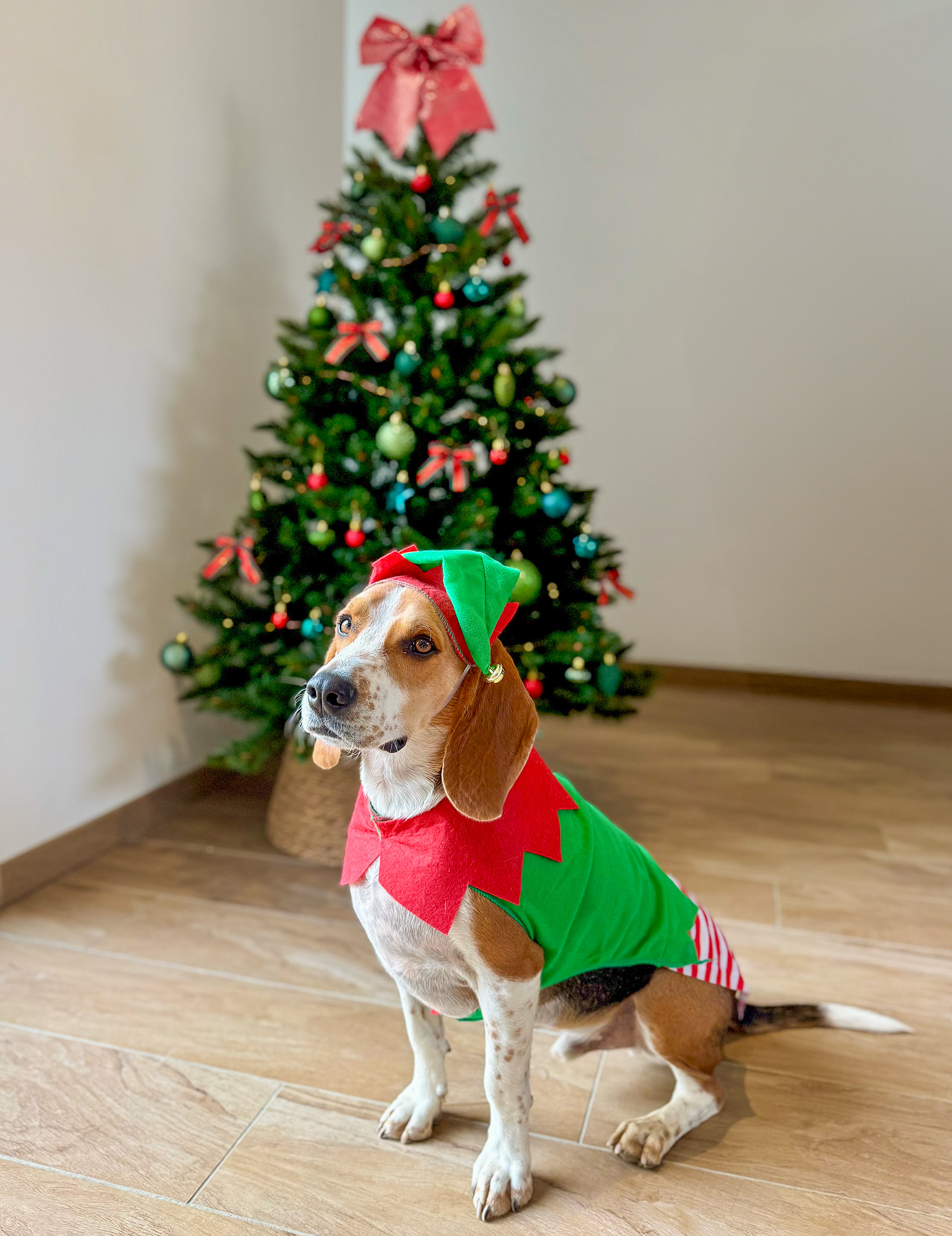 deguisement-elfe-de-noel-pour-chien_349655_1